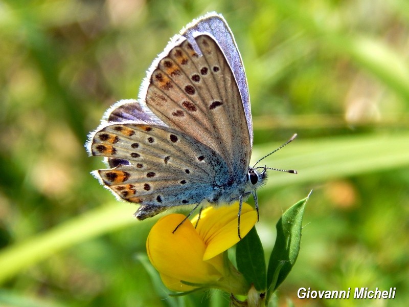 Lycaenidae logoro da ID - Plebejus sp.
